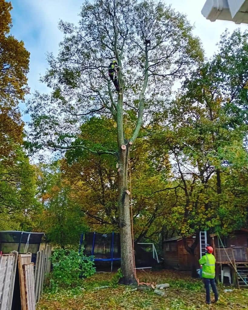 This is a photo of a tree being pruned, there is a man up the tree cutting a section of it down while another man is standing in the garden of the property where the tree is located overseeing the work. Works carried out by EM Tree Surgery Thornbury